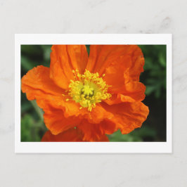 Orange Poppy Blume Postkarten