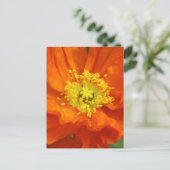 Orange Poppy Blume Postkarten (Stehend Vorderseite)