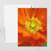 Orange Poppy Blume Postkarten (Vorne/Hinten)