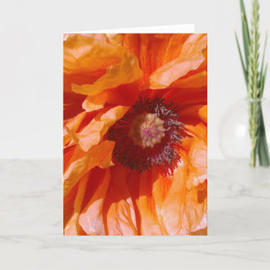 Orange Poppy Card Karte