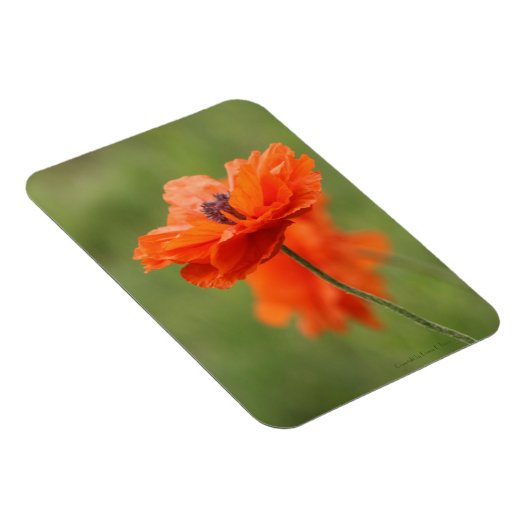 Orange Poppy Magnet (Rechte Seite)
