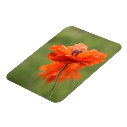 Orange Poppy Magnet (Linke Seite)