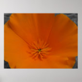 Orange Poppy mit BW Poster (Vorne)