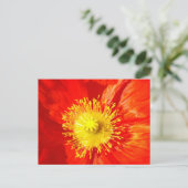 Orange Poppy Postcard Postkarte (Stehend Vorderseite)