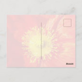 Orange Poppy Postcard Postkarte (Rückseite)