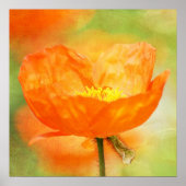 Orange Poppy Poster (Vorne)