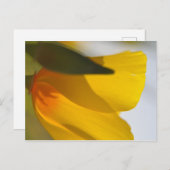 Orange Poppy Postkarte (Vorne/Hinten)