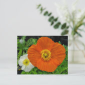 Orange Poppy Postkarte (Stehend Vorderseite)