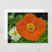 Orange Poppy Postkarte (Vorne/Hinten)