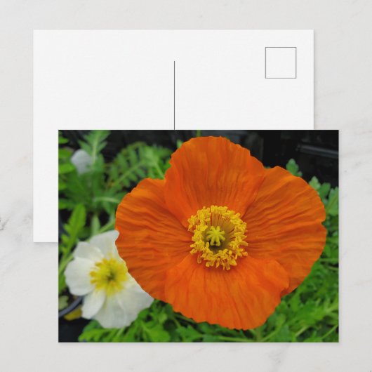 Orange Poppy Postkarte (Vorne/Hinten)