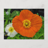 Orange Poppy Postkarte (Vorderseite)