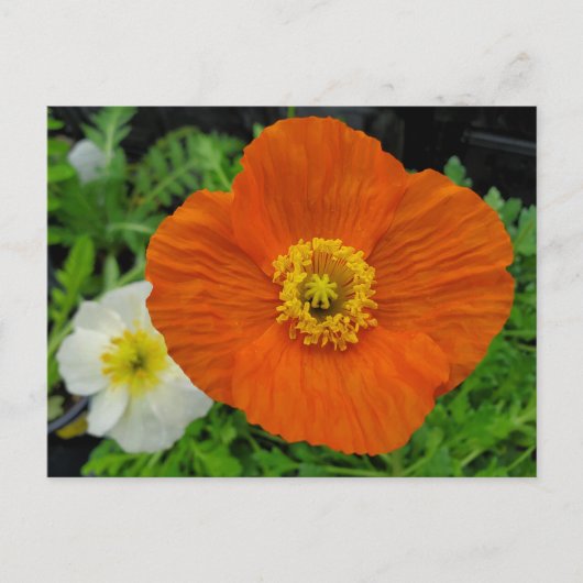 Orange Poppy Postkarte (Vorderseite)