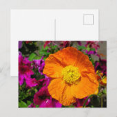 Orange Poppy Postkarte (Vorne/Hinten)