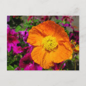 Orange Poppy Postkarte (Vorderseite)