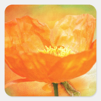 Orange Poppy Quadratischer Aufkleber