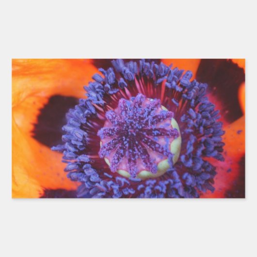 Orange Poppy Up Nah Rechteckiger Aufkleber (Vorderseite)