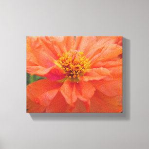 Orange Portulaca Leinwanddruck
