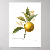 Orange Poster (Vorne)