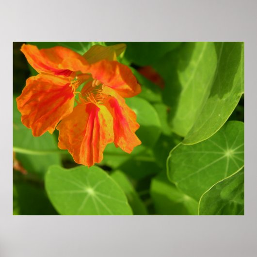 orange poster (Vorne)
