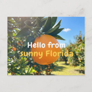 Orange Postkarte - Hallo von sonnigem Florida!