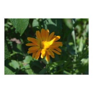 Orange Pot Marigold Blume Personalisiert Fotodruck