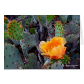 Orange Prickly Pear Cactus Blume Blossom (Vorderseite (Horizontal))