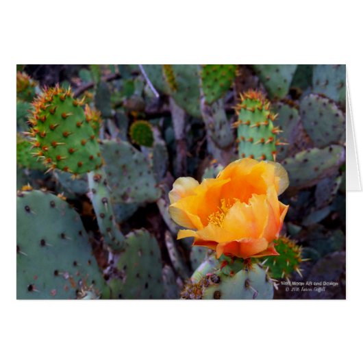 Orange Prickly Pear Cactus Blume Blossom (Vorderseite (Horizontal))