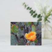 Orange Prickly Pear Cactus Blume Blossom Postkarte (Stehend Vorderseite)