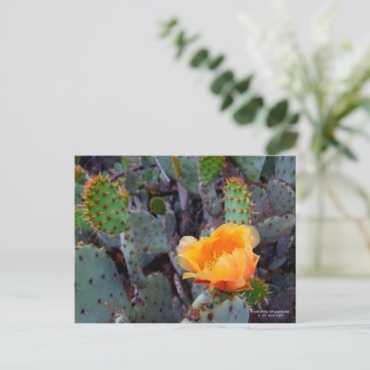 Orange Prickly Pear Cactus Blume Blossom Postkarte (Stehend Vorderseite)