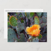Orange Prickly Pear Cactus Blume Blossom Postkarte (Vorne/Hinten)