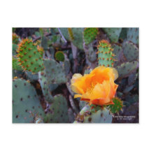 Orange Prickly Pear Cactus Blume Blossom