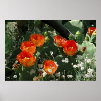 Orange Prickly Pear Cactus Blume Poster