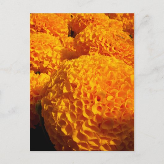 Orange Puff Postcard Postkarte (Vorderseite)