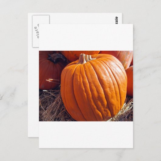 Orange Pumpkin Postkarte (Vorne/Hinten)