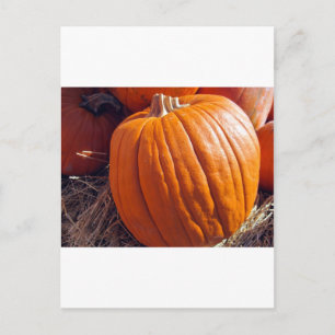 Orange Pumpkin Postkarte