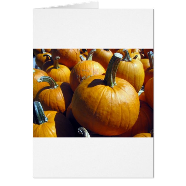 Orange Pumpkins (Vorne)