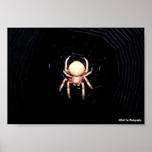 Orange-Radspinner Poster