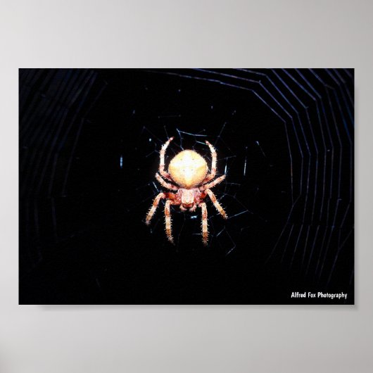 Orange-Radspinner Poster (Vorne)