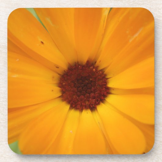 Orange Rain Daisy Cork Untersetzer (Vorderseite)