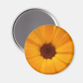Orange Rain Daisy Magnet (Vorderseite/Rückseite)