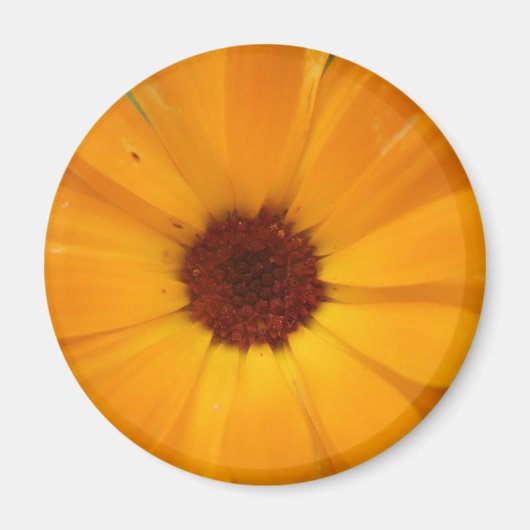 Orange Rain Daisy Magnet (Vorne)