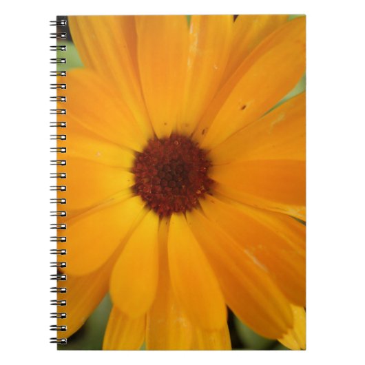 Orange Rain Daisy Notebook Notizblock (Vorderseite)