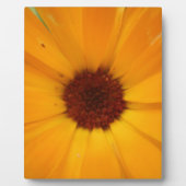 Orange Rain Daisy Plaque Fotoplatte (Vorderseite)