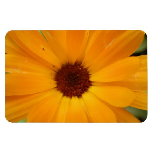 Orange Rain Daisy Premium Magnet (Horizontal)