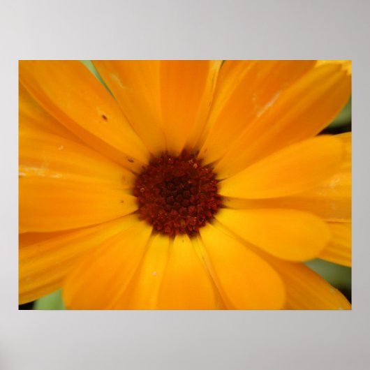 Orange Rain Daisy Print Poster (Vorne)