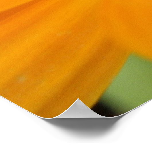 Orange Rain Daisy Print Poster (Ecke)