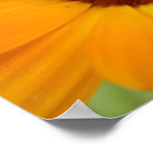 Orange Rain Daisy Print Poster (Ecke)