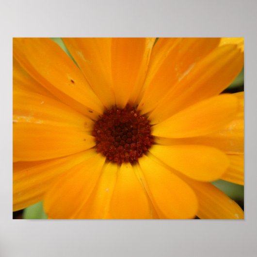 Orange Rain Daisy Print Poster (Vorne)