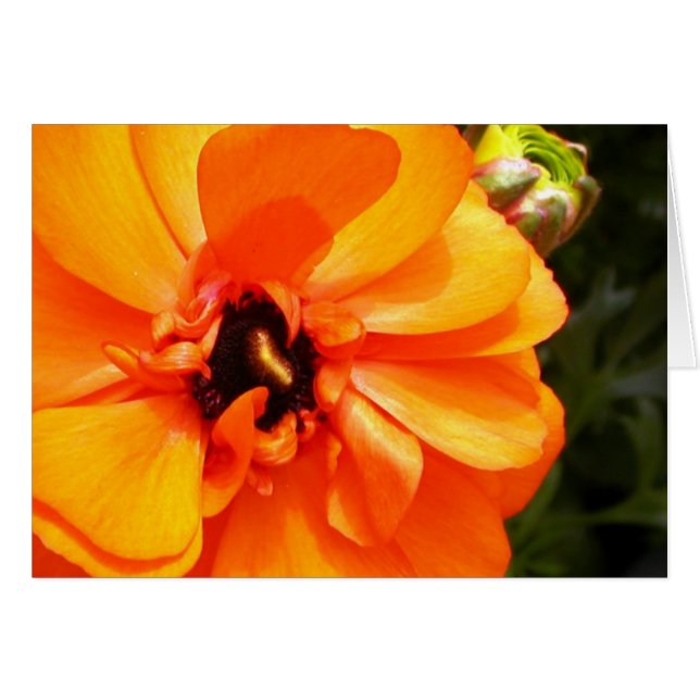 Orange Ranunculus mit schwarzer Mitte (Vorderseite (Horizontal))