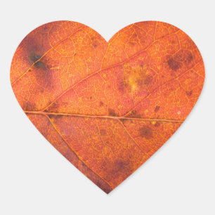 Orange-Red Autumn Leaf Foto Stickers